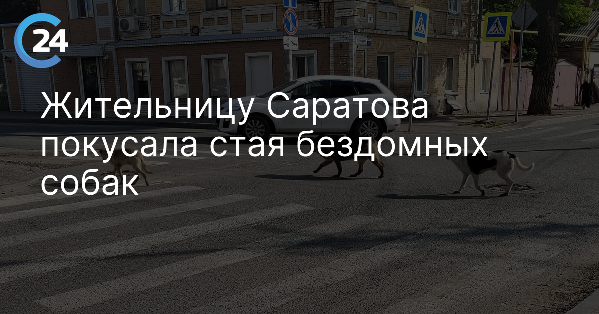 Жительницу Саратова покусала стая бездомных собак