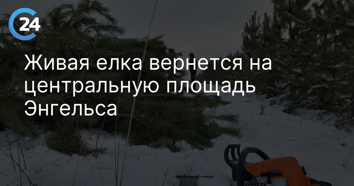 Живая елка вернется на центральную площадь Энгельса