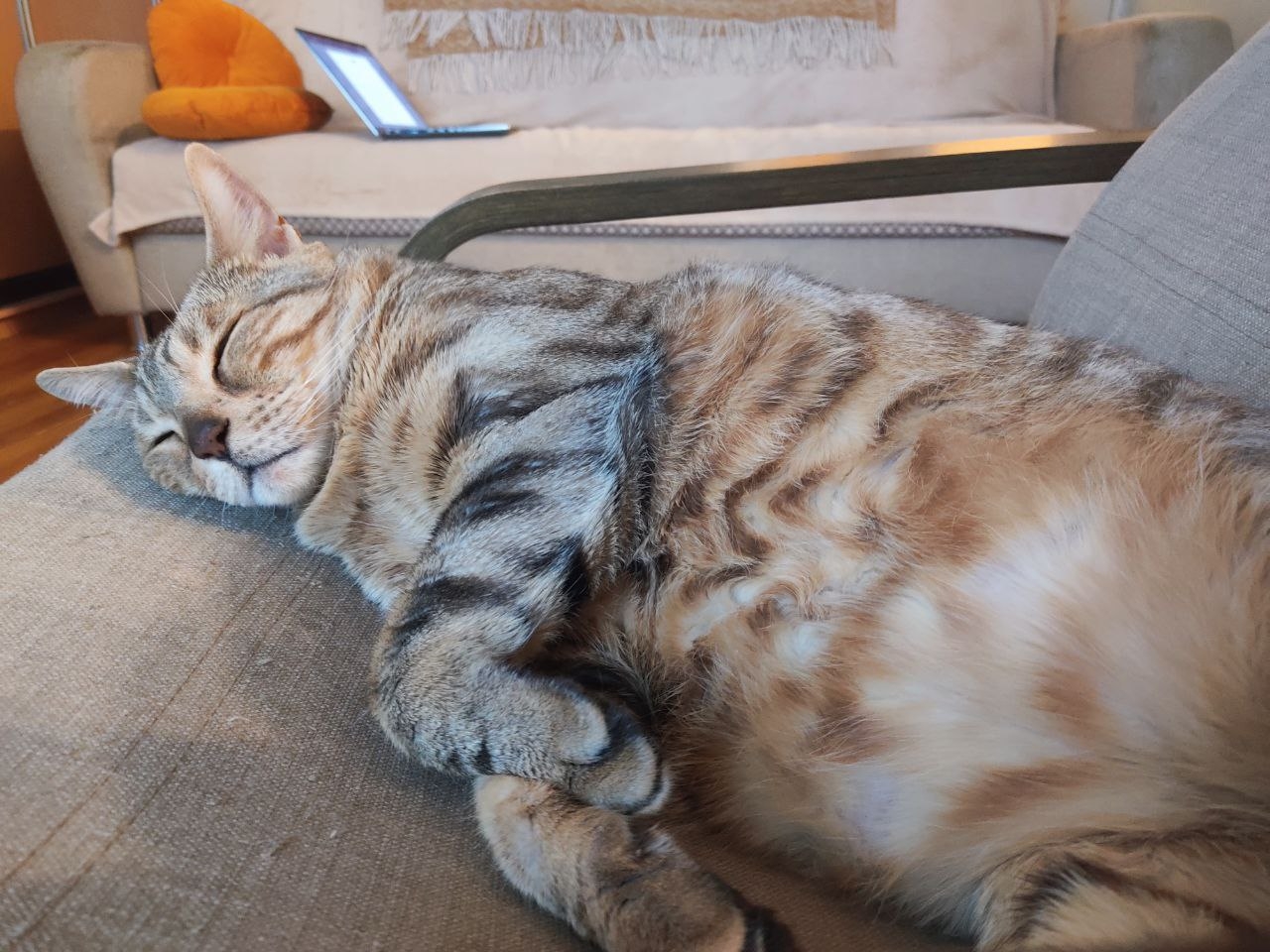 кошка, сон.jpg