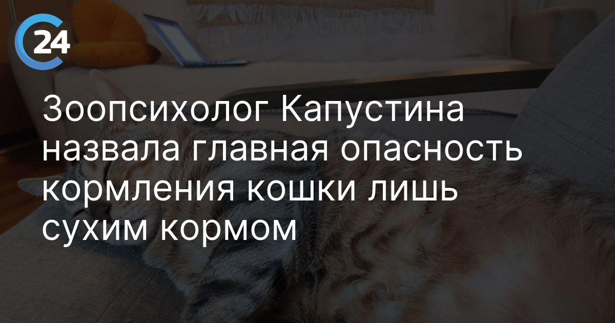 Зоопсихолог Капустина назвала главная опасность кормления кошки лишь сухим кормом